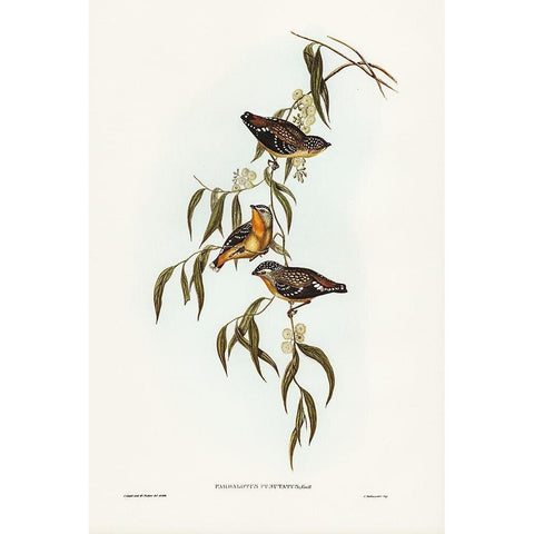 Spotted Pardalote-Pardalotus punctatus Black Modern Wood Framed Art Print with Double Matting by Gould, John