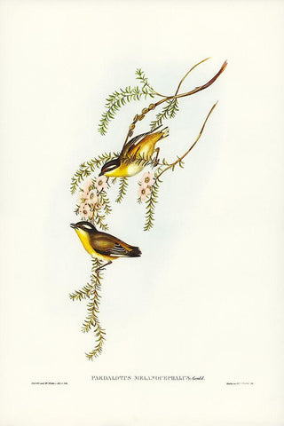 Black-headed Pardalote-Pardalotus melanocephalus White Modern Wood Framed Art Print with Double Matting by Gould, John