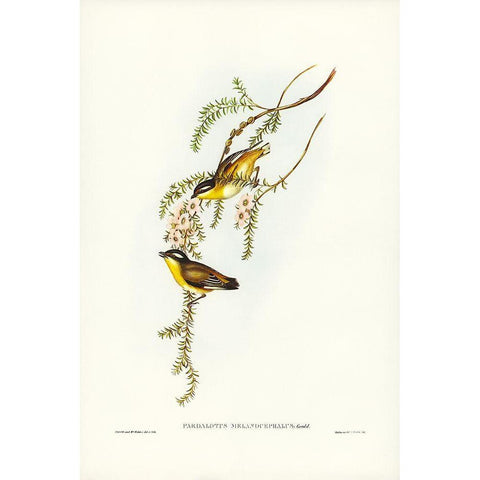 Black-headed Pardalote-Pardalotus melanocephalus Gold Ornate Wood Framed Art Print with Double Matting by Gould, John