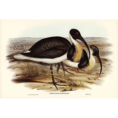 Straw-necked Ibis-Geronticus spinicollis Black Modern Wood Framed Art Print with Double Matting by Gould, John