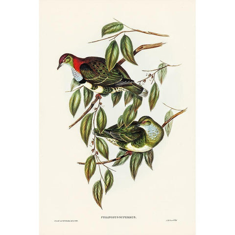 Superb Fruit Pigeon-Ptilinopus superbus White Modern Wood Framed Art Print by Gould, John