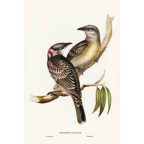 Great Bower Bird-Chlamydera nuchalis Gold Ornate Wood Framed Art Print with Double Matting by Gould, John