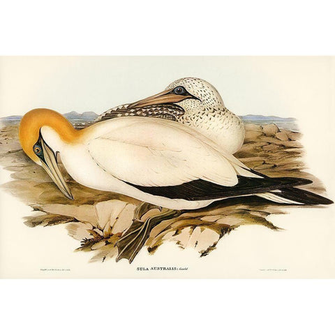 Australian Gannet-Sula Australis Gold Ornate Wood Framed Art Print with Double Matting by Gould, John