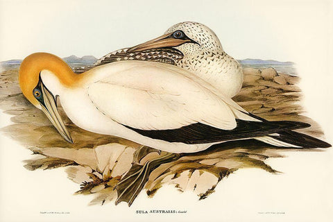 Australian Gannet-Sula Australis White Modern Wood Framed Art Print with Double Matting by Gould, John