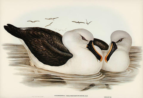 Yellow-billed Albatros-Diomedea chlororhynchos Black Ornate Wood Framed Art Print with Double Matting by Gould, John