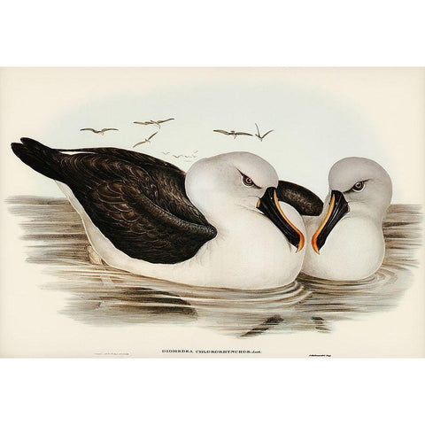 Yellow-billed Albatros-Diomedea chlororhynchos Black Modern Wood Framed Art Print by Gould, John