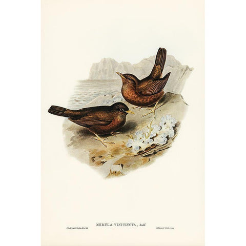 Vinous-tinted Blackbird-Merula vinitincta Gold Ornate Wood Framed Art Print with Double Matting by Gould, John