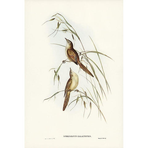 Tawny Sphenoeacus-Phenoeacus galactotes Gold Ornate Wood Framed Art Print with Double Matting by Gould, John