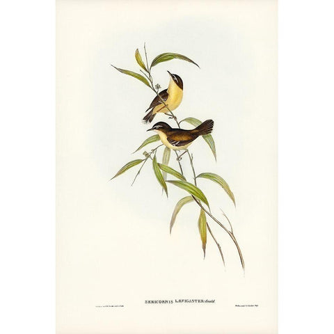 Buff-breasted scrubwren-Sericornis laevigaster Gold Ornate Wood Framed Art Print with Double Matting by Gould, John