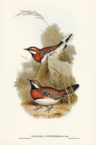 Chestnut-breasted Ground-Thrush-Cinclosoma castaneothorax Black Ornate Wood Framed Art Print with Double Matting by Gould, John