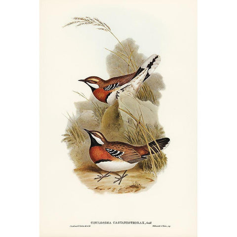 Chestnut-breasted Ground-Thrush-Cinclosoma castaneothorax Black Modern Wood Framed Art Print with Double Matting by Gould, John