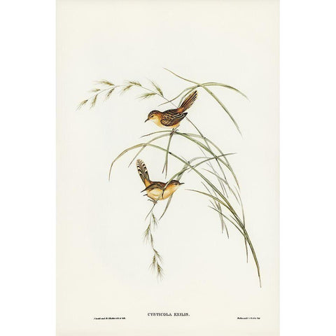 Exile Warbler-Cysticola exilis Gold Ornate Wood Framed Art Print with Double Matting by Gould, John