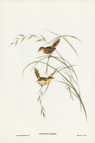 Exile Warbler-Cysticola exilis White Modern Wood Framed Art Print with Double Matting by Gould, John