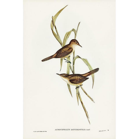 Long-billed Reed Warbler-Acrocephalus longirostris White Modern Wood Framed Art Print by Gould, John