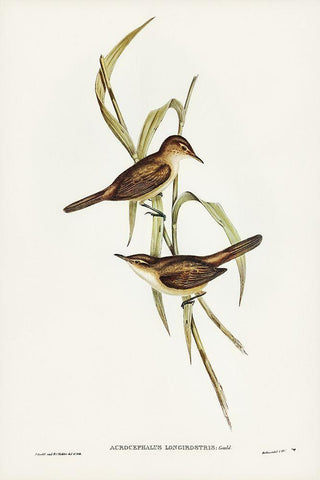 Long-billed Reed Warbler-Acrocephalus longirostris White Modern Wood Framed Art Print with Double Matting by Gould, John