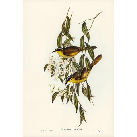 Wattle-cheeked Honey-eater-Ptilotis cratitius White Modern Wood Framed Art Print by Gould, John