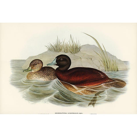 Blue-billed Duck-Erismatura Australis White Modern Wood Framed Art Print by Gould, John