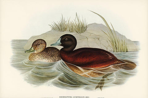 Blue-billed Duck-Erismatura Australis White Modern Wood Framed Art Print with Double Matting by Gould, John