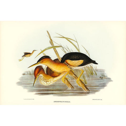 Minute Bittern-Ardetta pusilla White Modern Wood Framed Art Print by Gould, John