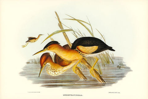 Minute Bittern-Ardetta pusilla Black Ornate Wood Framed Art Print with Double Matting by Gould, John