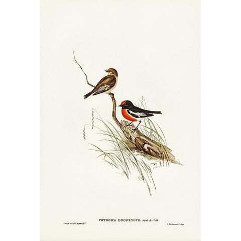 Red-capped Robin-Petroica Goodenovii Gold Ornate Wood Framed Art Print with Double Matting by Gould, John