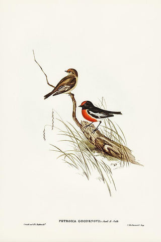 Red-capped Robin-Petroica Goodenovii White Modern Wood Framed Art Print with Double Matting by Gould, John