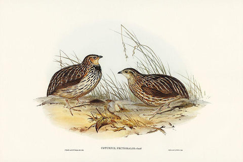 Pectoral Quail-Coturnix pectoralis White Modern Wood Framed Art Print with Double Matting by Gould, John