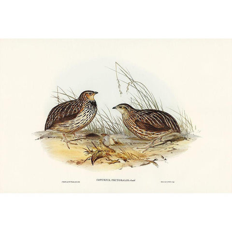 Pectoral Quail-Coturnix pectoralis White Modern Wood Framed Art Print by Gould, John