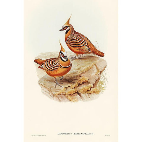 Rust-coloured Bronzewing-Lophophaps ferruginea Gold Ornate Wood Framed Art Print with Double Matting by Gould, John