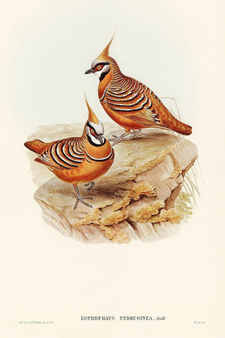 Rust-coloured Bronzewing-Lophophaps ferruginea White Modern Wood Framed Art Print with Double Matting by Gould, John