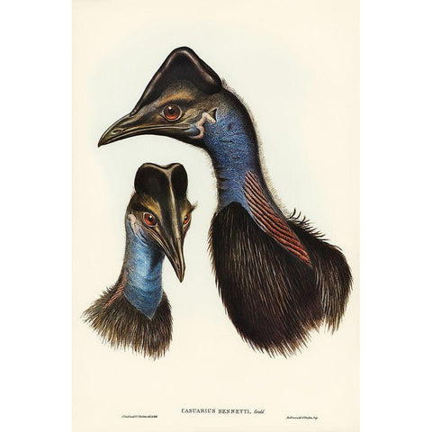 Bennetts Cassowary-Casuarius Bennetti Black Modern Wood Framed Art Print with Double Matting by Gould, John