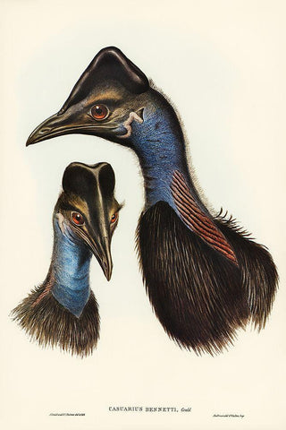 Bennetts Cassowary-Casuarius Bennetti White Modern Wood Framed Art Print with Double Matting by Gould, John