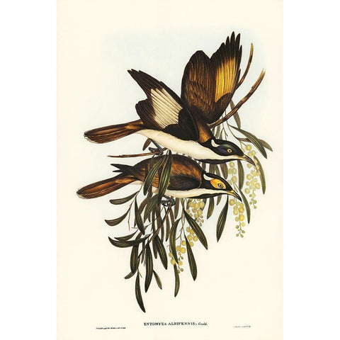 White-pinioned Honey-eater-Entomyza albipennis Gold Ornate Wood Framed Art Print with Double Matting by Gould, John