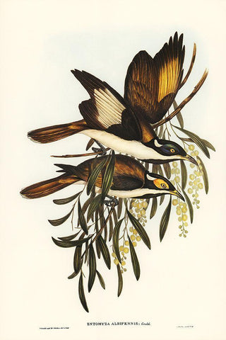 White-pinioned Honey-eater-Entomyza albipennis White Modern Wood Framed Art Print with Double Matting by Gould, John