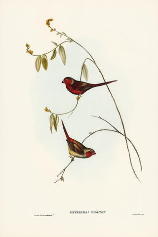 Crimson Finch-Estrelda Phaeton Black Ornate Wood Framed Art Print with Double Matting by Gould, John