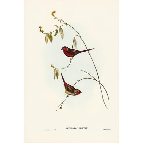 Crimson Finch-Estrelda Phaeton Gold Ornate Wood Framed Art Print with Double Matting by Gould, John