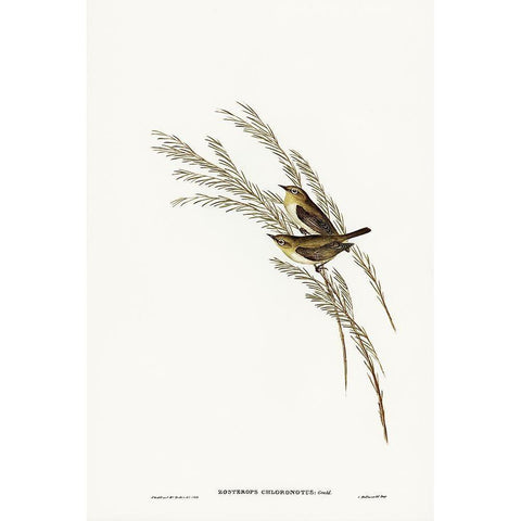 Green-backed Zosterops-Zosterops chloronotus Gold Ornate Wood Framed Art Print with Double Matting by Gould, John