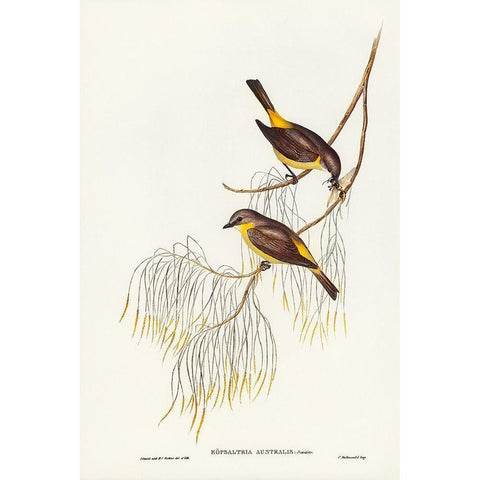 Yellow-breasted Robin-Eopsaltria Australis Gold Ornate Wood Framed Art Print with Double Matting by Gould, John