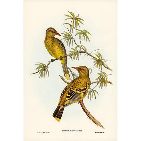 Crescent-marked Oriole White Modern Wood Framed Art Print by Gould, John