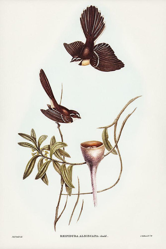 Image Only