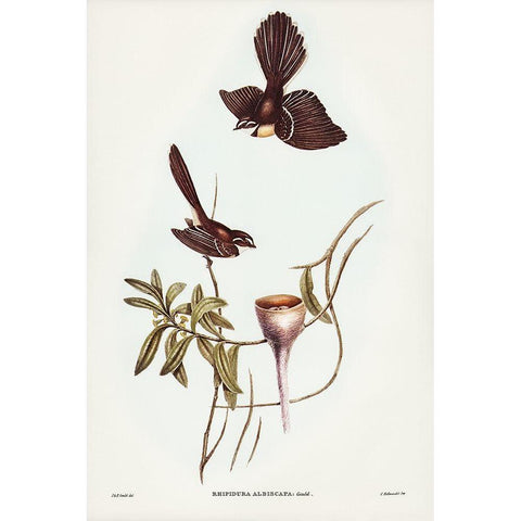 White-shafted Fantail-Rhipidura albiscapa Gold Ornate Wood Framed Art Print with Double Matting by Gould, John