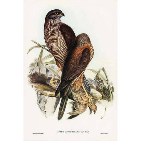 Australian Goshawk-Astur approximans Black Modern Wood Framed Art Print with Double Matting by Gould, John