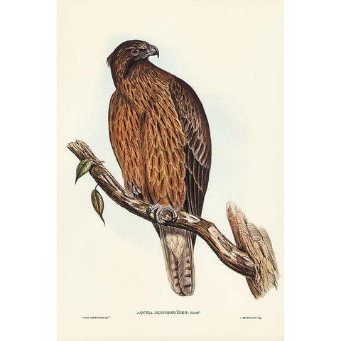 Little Australian Eagle-Aquila Morphnoides Black Modern Wood Framed Art Print with Double Matting by Gould, John