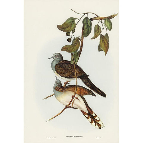 Barred-shouldered Ground Dove-Geopelia humeralis White Modern Wood Framed Art Print by Gould, John