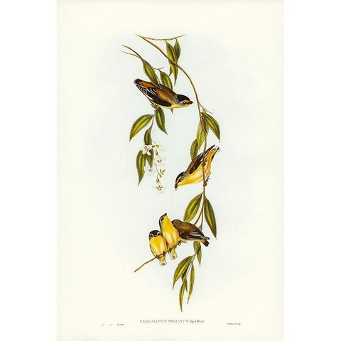 Striated Pardalote-Pardalotus striatus White Modern Wood Framed Art Print by Gould, John