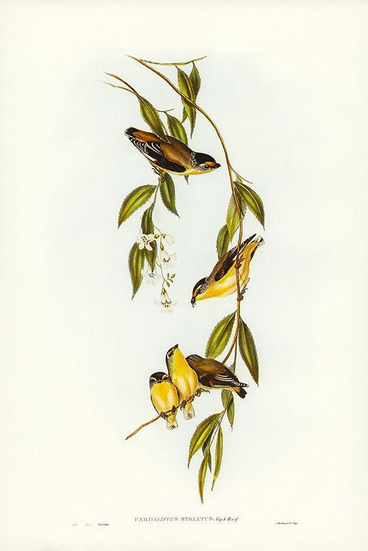 Image Only