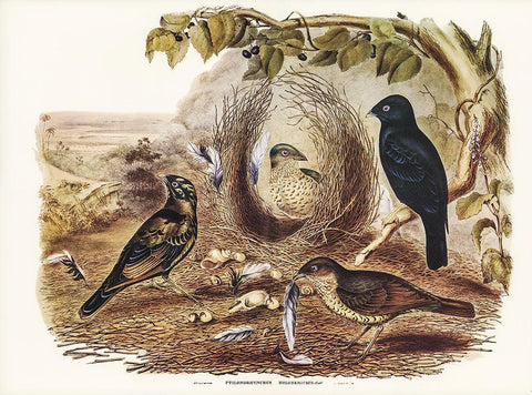 Satin Bower Bird-Ptilonorhynchus holossericeus Black Ornate Wood Framed Art Print with Double Matting by Gould, John