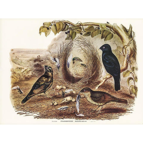 Satin Bower Bird-Ptilonorhynchus holossericeus Gold Ornate Wood Framed Art Print with Double Matting by Gould, John