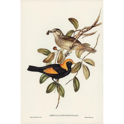 Regent Bird-Sericulus chrysocephalus Gold Ornate Wood Framed Art Print with Double Matting by Gould, John