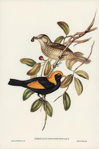 Regent Bird-Sericulus chrysocephalus Black Ornate Wood Framed Art Print with Double Matting by Gould, John